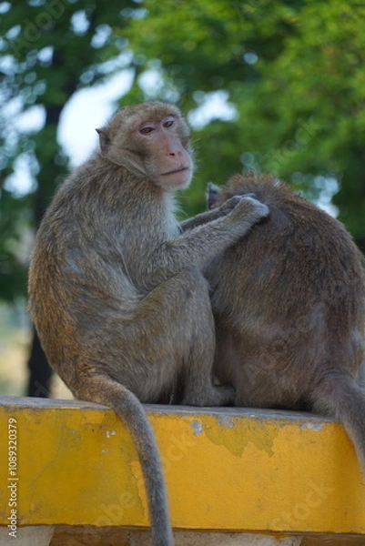 Obraz Playful monkeys grooming in natural habitat wildlife animal behavior outdoor close-up social interaction