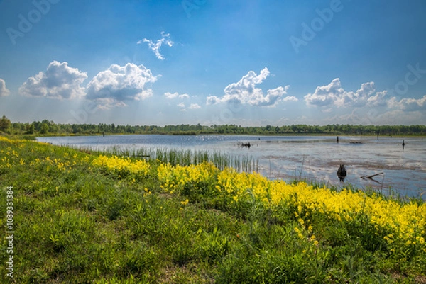Obraz Wetland Light