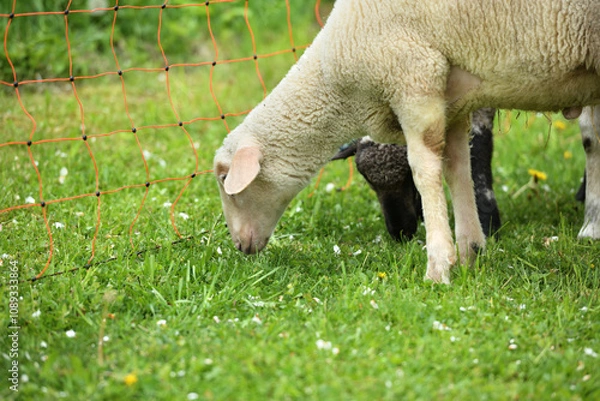 Fototapeta Home-bred sheep in a garden fenced with an electric grid 