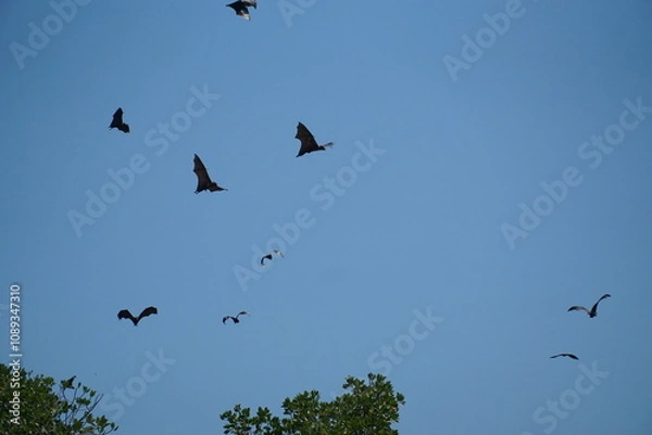 Obraz Bats and birds in flight open sky wildlife photography natural habitat aerial view biodiversity exploration