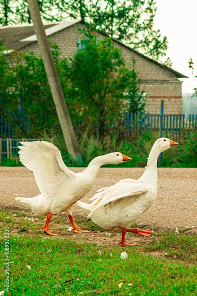 Fototapeta White geese on a farm. Close-up of ducks. Drake swimming in water. Eating green grass in a field on the shore of a lake. Domestic animals. (in Latin - Anser caerulescens). in their natural habitat.