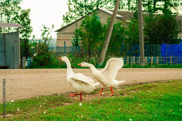Fototapeta White geese on a farm. Close-up of ducks. Drake swimming in water. Eating green grass in a field on the shore of a lake. Domestic animals. (in Latin - Anser caerulescens). in their natural habitat.