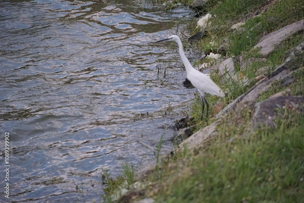 Obraz Elegant white heron fishing by the riverside natural habitat wildlife photography serene environment close-up view nature's beauty