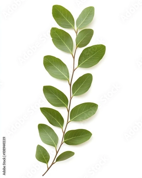 Fototapeta Beautiful green leaf branch on a white background.