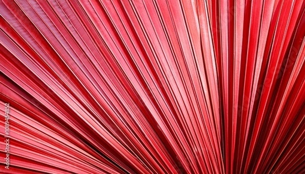 Fototapeta striped of red coral color palm leaf abstract texture