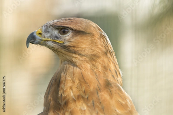 Obraz Portret arendbuizerd
