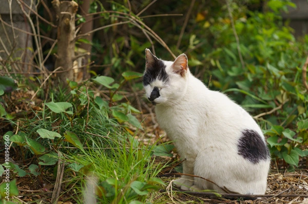 Fototapeta 青い目の猫