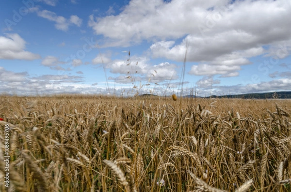 Fototapeta A field of golden wheat sways gently in the breeze under a bright blue sky with fluffy white clouds. The horizon is marked by distant hills.