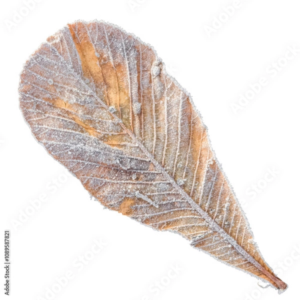 Fototapeta a withered leaf fallen from a tree, covered with frost and ice crystals