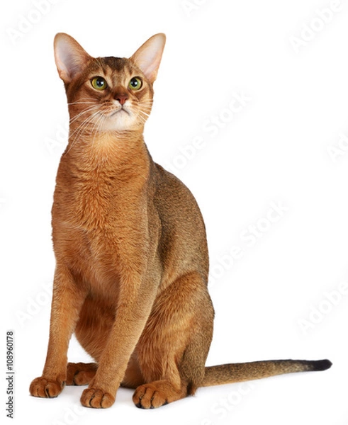 Obraz Abyssinian cat isolated on white background