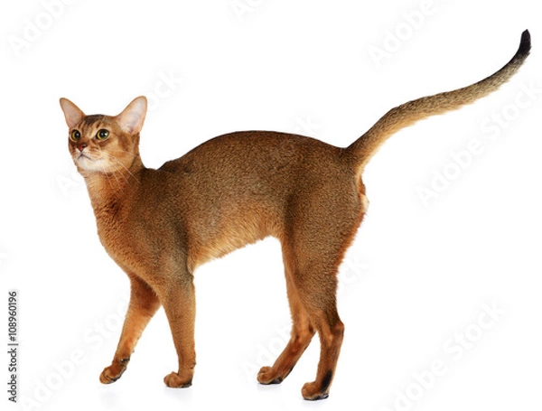 Obraz Abyssinian cat isolated on white background