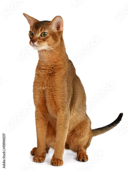 Obraz Abyssinian cat isolated on white background