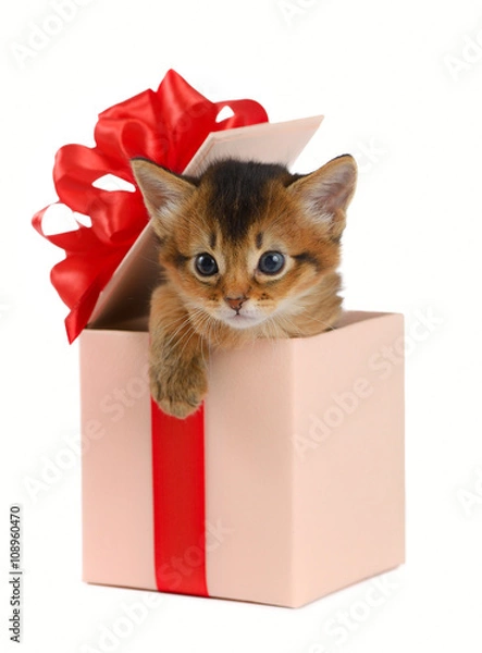 Obraz Cute somali kitten in a present box