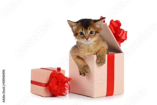 Fototapeta Cute somali kitten in a present box