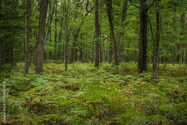 Obraz Fern Overgrowth