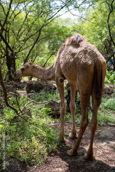 Fototapeta A camel traverses the lush, green landscape of Dhofar, Oman, where the desert meets the tropical vegetation. 