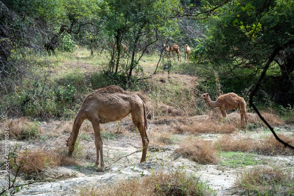 Fototapeta A camel traverses the lush, green landscape of Dhofar, Oman, where the desert meets the tropical vegetation. 