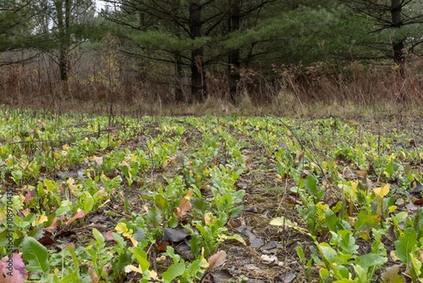Obraz A deer food plot with turnips in a pine forest. 