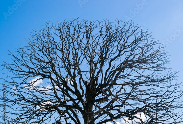 Obraz tree without leaves
