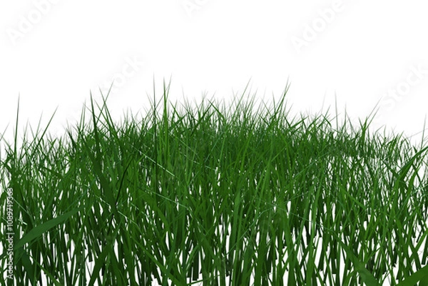 Fototapeta erba del prato verte su fondo trasparente isolato
