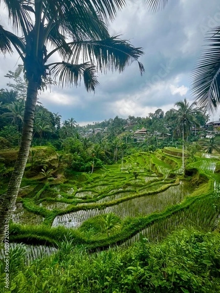 Fototapeta Rice Field