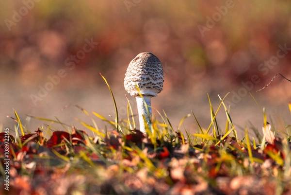 Obraz Autumn mushroom