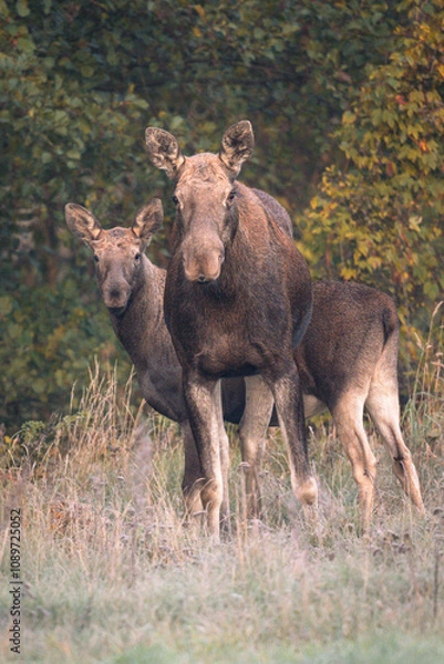Obraz Calf with mother