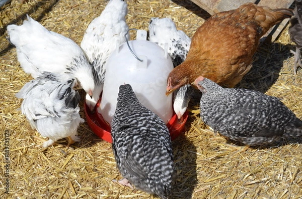 Obraz chickens on the farm