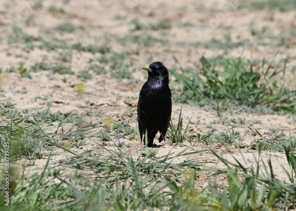 Obraz crow on the ground