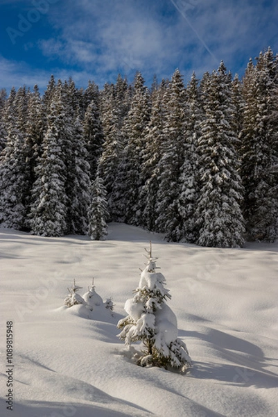 Fototapeta Winter landscape of a mountain forest with fresh snow covered trees by, Valle Camonica, Italian Alps, Lombardy, Italy.