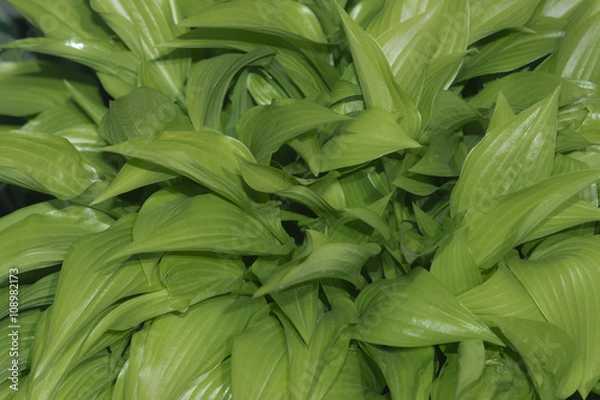 Obraz Hreen Hosta leaves