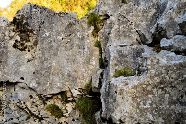 Obraz lichen on stone