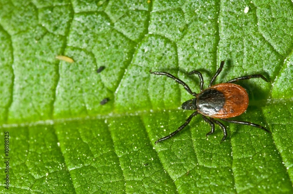 Fototapeta Tick on leaf. Ixodes ricinus.
