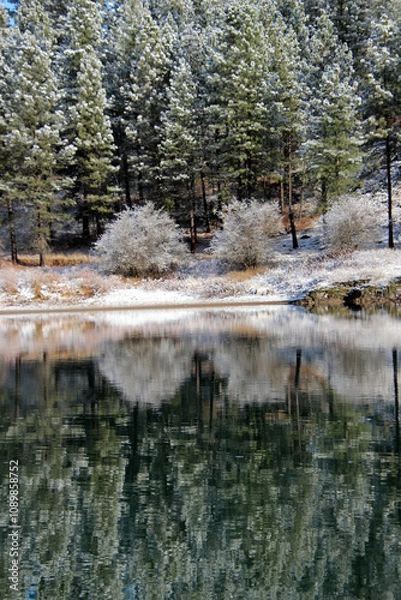 Obraz lake in the forest