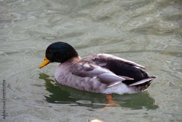 Obraz duck on the water