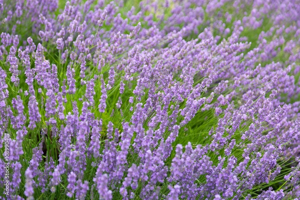 Obraz Purple violet color lavender flower field closeup background. Selective focus used.