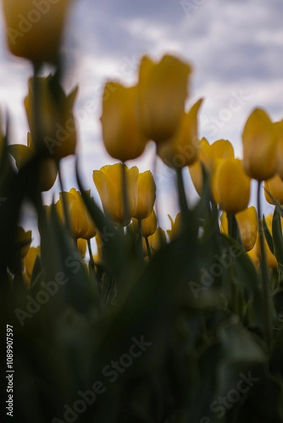 Obraz Spring beautiful yellow tulips field. Field of tulips in Belarus, Brest region.