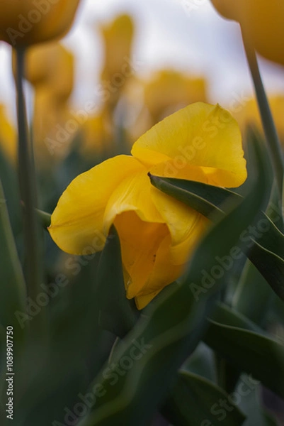 Obraz Spring beautiful yellow tulips field. Field of tulips in Belarus, Brest region.