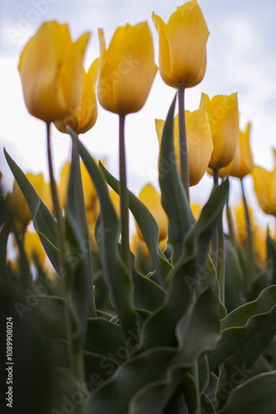 Obraz Spring beautiful yellow tulips field. Field of tulips in Belarus, Brest region.