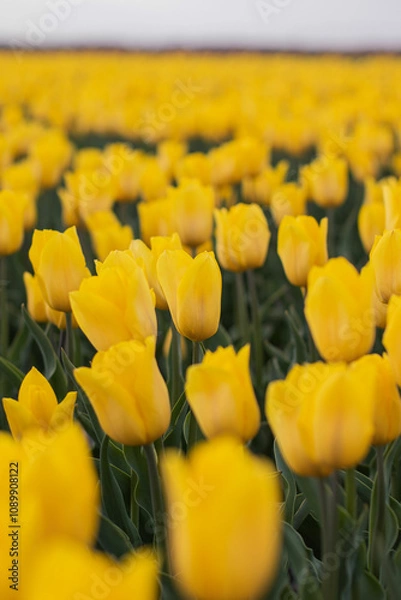 Obraz Spring blossoming yellow tulips on field, bokeh flower background. Yellow Tulip Field in Full Bloom.
