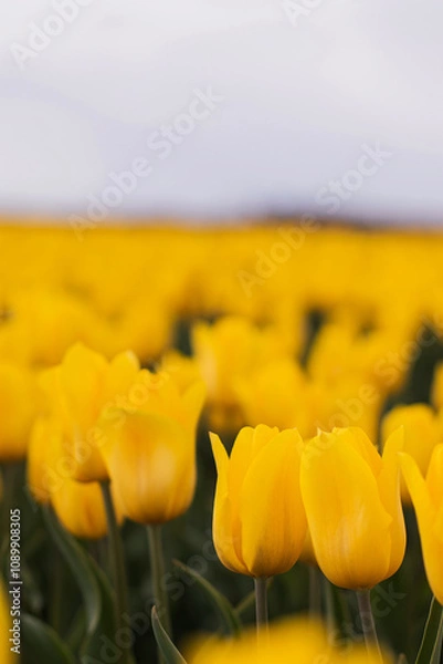 Obraz Spring blossoming yellow tulips on field, bokeh flower background. Yellow Tulip Field in Full Bloom.