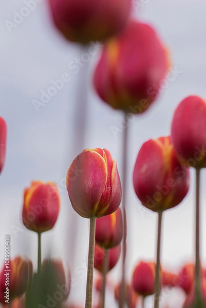 Obraz Spring beautiful red tulips field. Field of tulips in Belarus, Brest region.