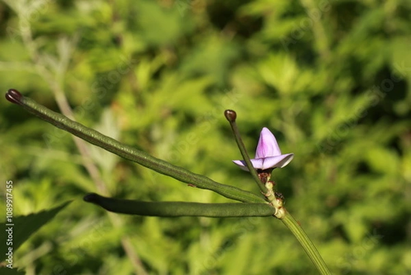 Fototapeta 동부꽃