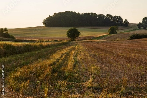 Fototapeta Bosque verde
