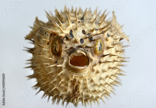 Obraz Puffer fish skeleton
