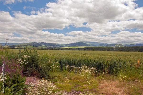 Fototapeta Wild flowers mixed with the crops.