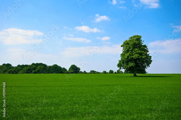 Obraz green pature with tree