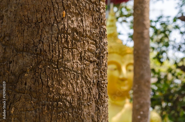 Fototapeta The bark of the tree