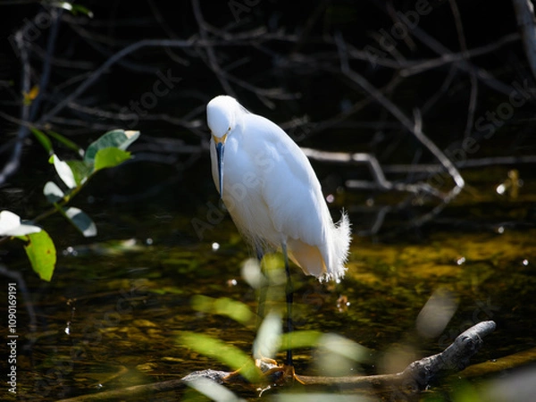 Obraz Snowy Egret Egretta thula ORDER: Pelecaniformes FAMILY: Ardeidae