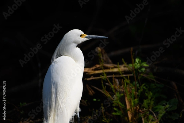 Obraz Snowy Egret Egretta thula ORDER: Pelecaniformes FAMILY: Ardeidae